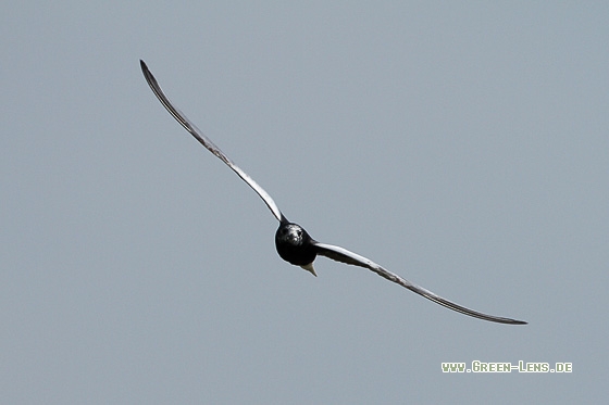 Weißflügel-Seeschwalbe - Copyright Stefan Pfützke