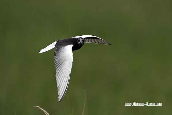 Weißflügel-Seeschwalbe - Copyright Stefan Pfützke