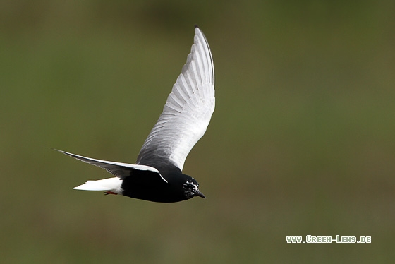 Weißflügel-Seeschwalbe - Copyright Stefan Pfützke