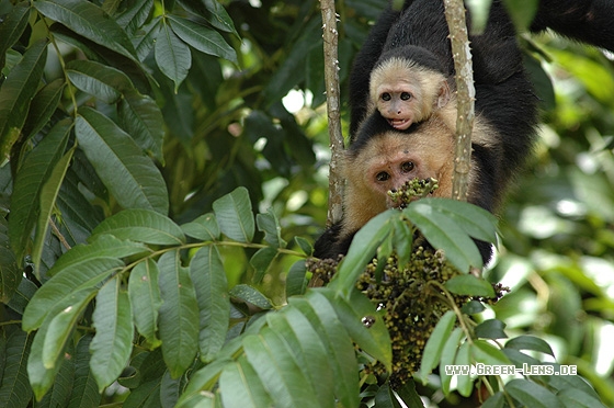 Weißschulterkapuziner - Copyright Christian Gelpke