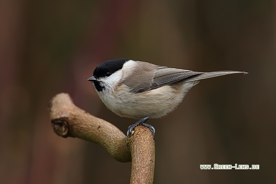 Weidenmeise - Copyright Stefan Pfützke