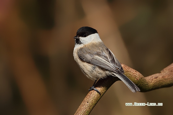 Weidenmeise - Copyright Stefan Pfützke