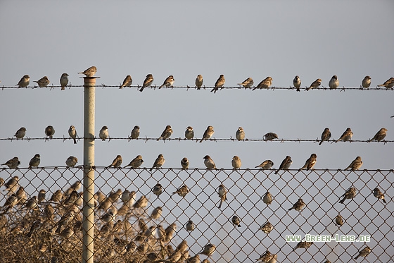 Weidensperling - Copyright Mathias Putze