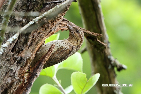 Wendehals - Copyright Stefan Pfützke