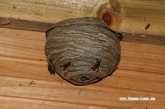 Gemeine Wespe - Copyright Stefan Pfützke