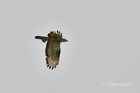 Wespenbussard - Copyright 