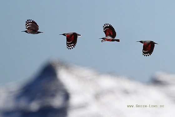 Mauerläufer - Copyright Christoph Moning