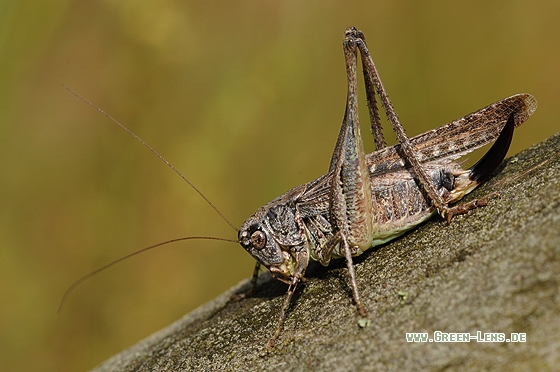 Westiche Beißschrecke - Copyright Christian Gelpke