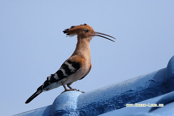 Wiedehopf - Copyright Stefan Pfützke