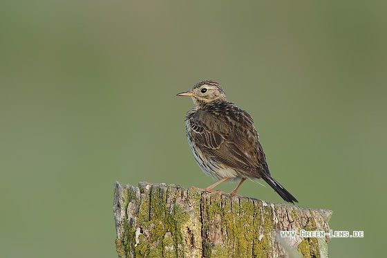 Wiesenpieper - Copyright Stefan Pfützke