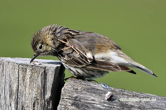 Wiesenpieper - Copyright Stefan Pfützke