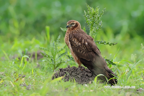 Wiesenweihe - Copyright Stefan Pfützke