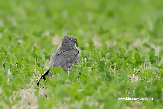 Wiesenweihe - Copyright Stefan Pfützke