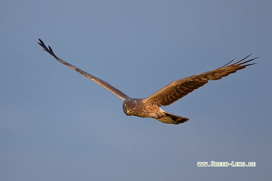 Wiesenweihe - Copyright Stefan Pfützke