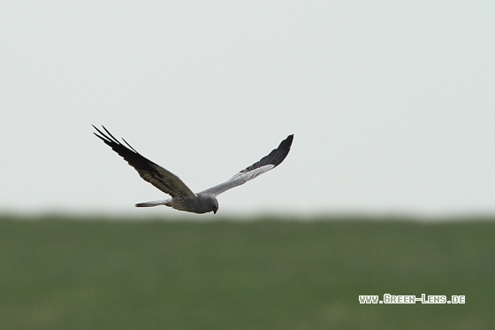 Wiesenweihe - Copyright Stefan Pfützke