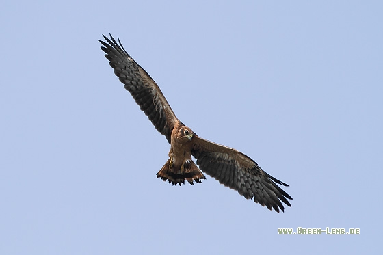 Wiesenweihe - Copyright Stefan Pfützke