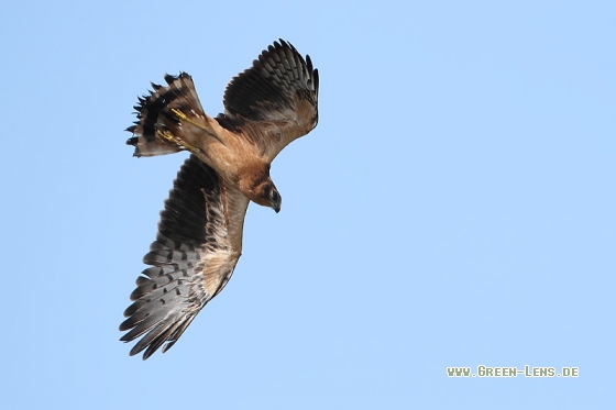 Wiesenweihe - Copyright Stefan Pfützke