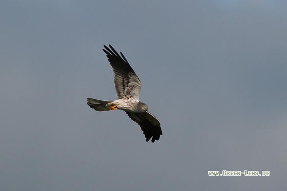 Wiesenweihe - Copyright Stefan Pfützke