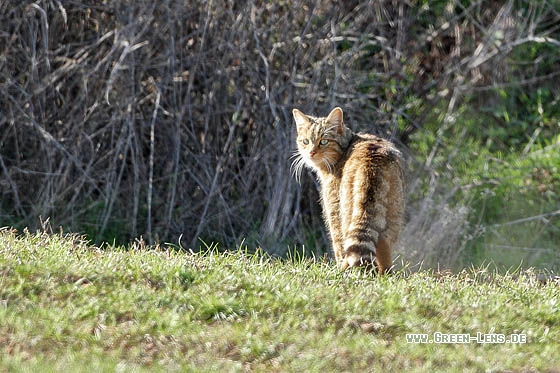 Wildkatze - Copyright Stefan Pfützke
