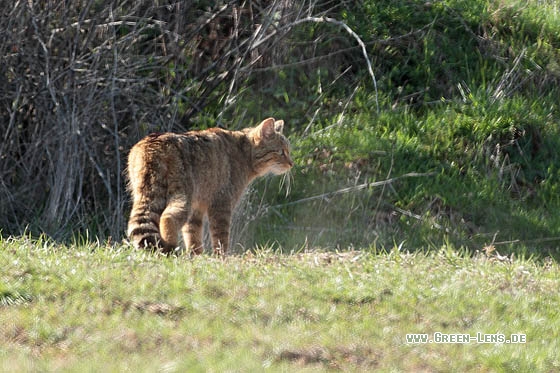Wildkatze - Copyright Stefan Pfützke