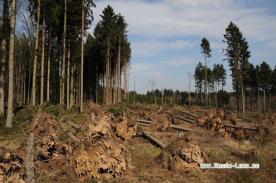 Windwurf - Copyright Christian Gelpke