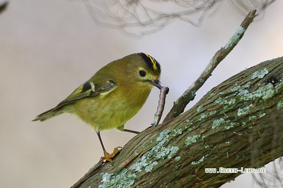 Wintergoldhähnchen - Copyright Stefan Pfützke