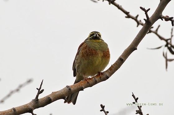 Zaunammer - Copyright Stefan Pfützke