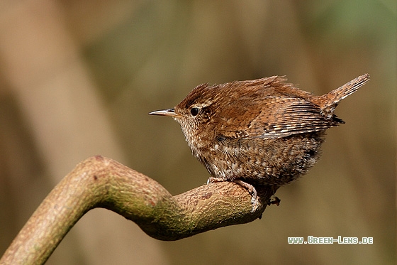 Zaunkönig - Copyright Stefan Pfützke