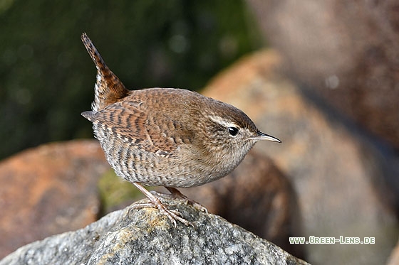 Zaunkönig - Copyright Stefan Pfützke