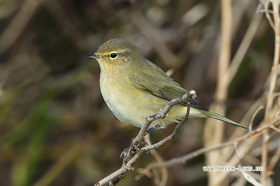 Zilpzalp - Copyright Stefan Pfützke