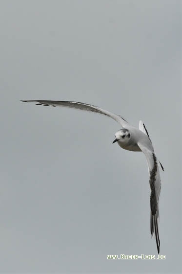 Zwergmöwe - Copyright Stefan Pfützke