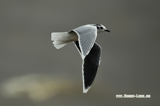 Zwergmöwe - Copyright Stefan Pfützke