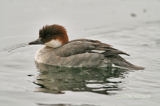 Zwergsäger - Copyright Stefan Pfützke