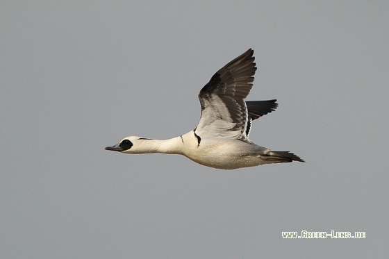 Zwergsäger - Copyright Stefan Pfützke
