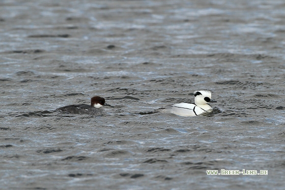 Zwergsäger - Copyright Stefan Pfützke