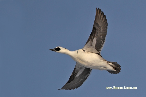 Zwergsäger - Copyright Stefan Pfützke