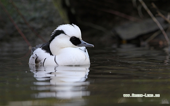 Zwergsäger - Copyright Christoph Moning