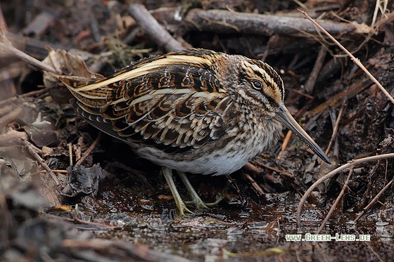 Zwergschnepfe - Copyright Stefan Pfützke