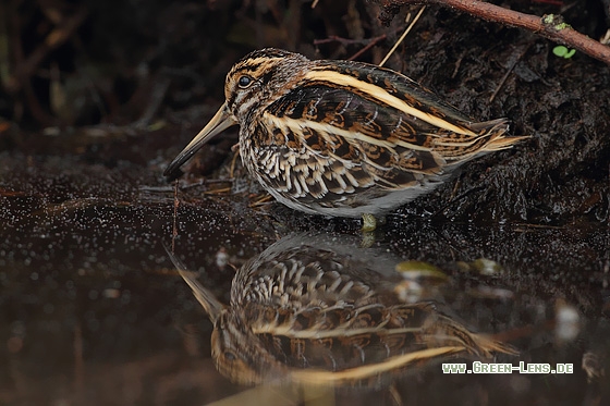 Zwergschnepfe - Copyright Stefan Pfützke