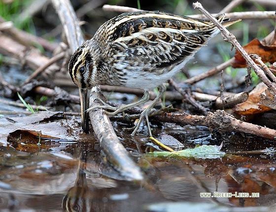 Zwergschnepfe - Copyright Stefan Pfützke