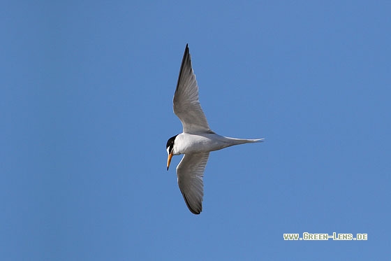 Zwergseeschwalbe - Copyright Stefan Pfützke