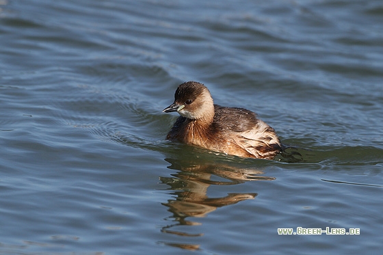 Zwergtaucher - Copyright Stefan Pfützke