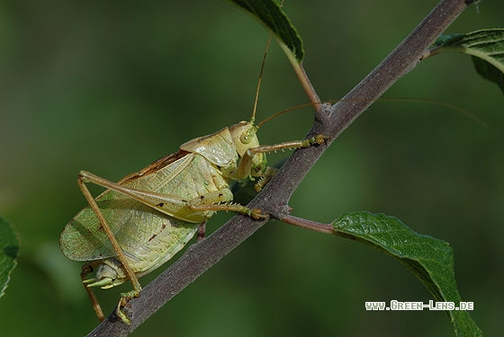 Zwitscherschrecke - Copyright Christian Gelpke