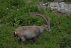 Alpensteinbock