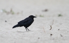 Amerikanerkrähe