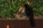 Amsel