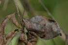 Blatt Katydid