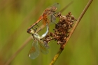 Gefleckte Heidelibelle