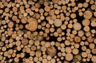 Holzwirtschaft