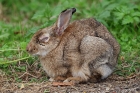 Europäisches Wildkaninchen